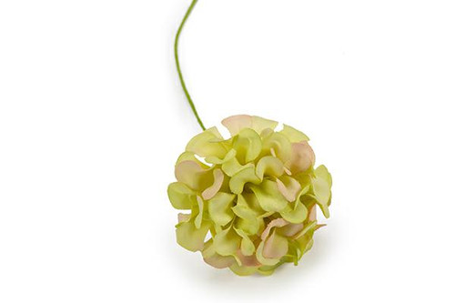 Applicazione ortensia verde - applicazione,